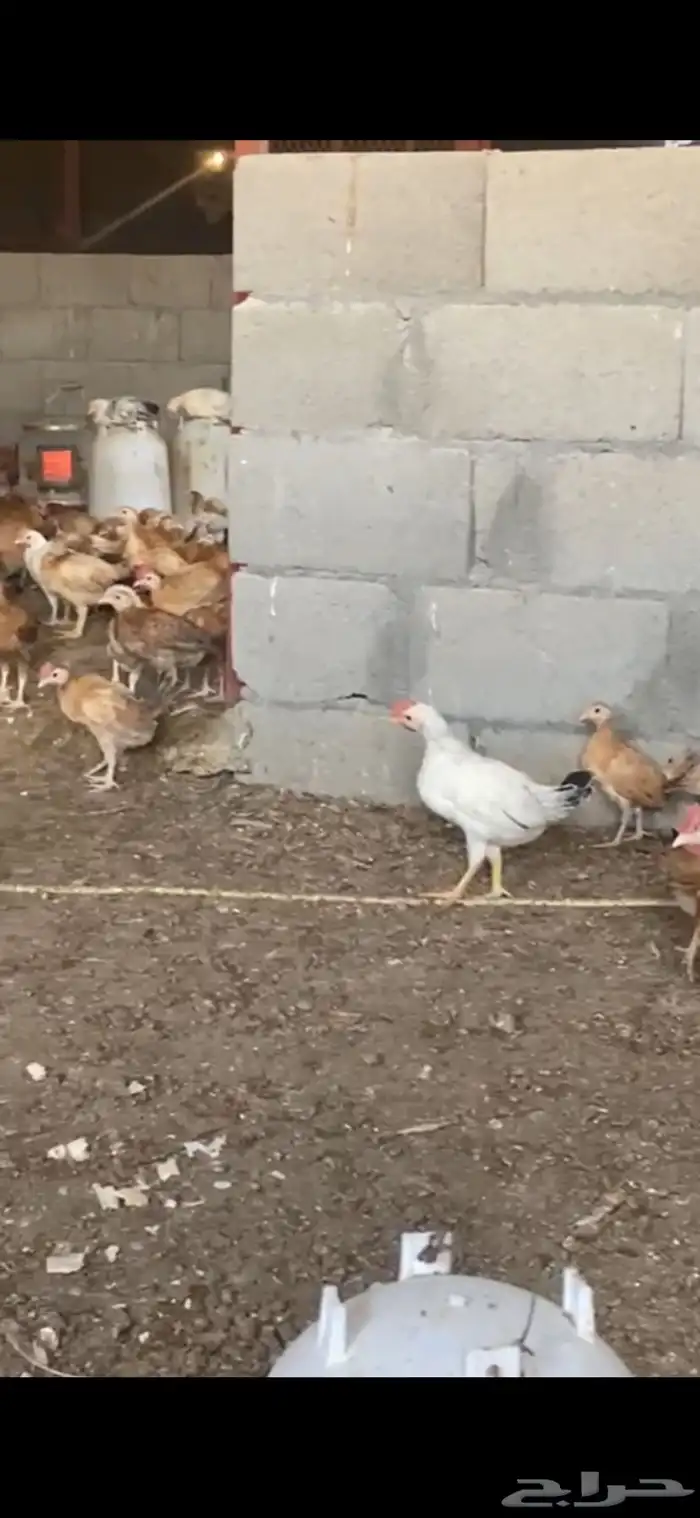 دجاج بلدي فواتح نظيف 5