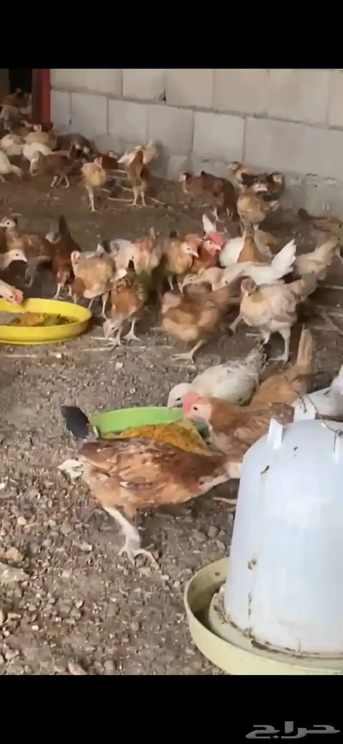 دجاج بلدي فواتح نظيف 3