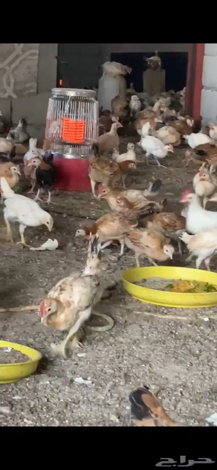 دجاج بلدي فواتح نظيف 1