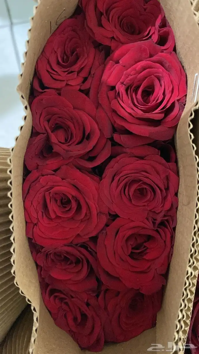 ورد جمله عرض خاص 0