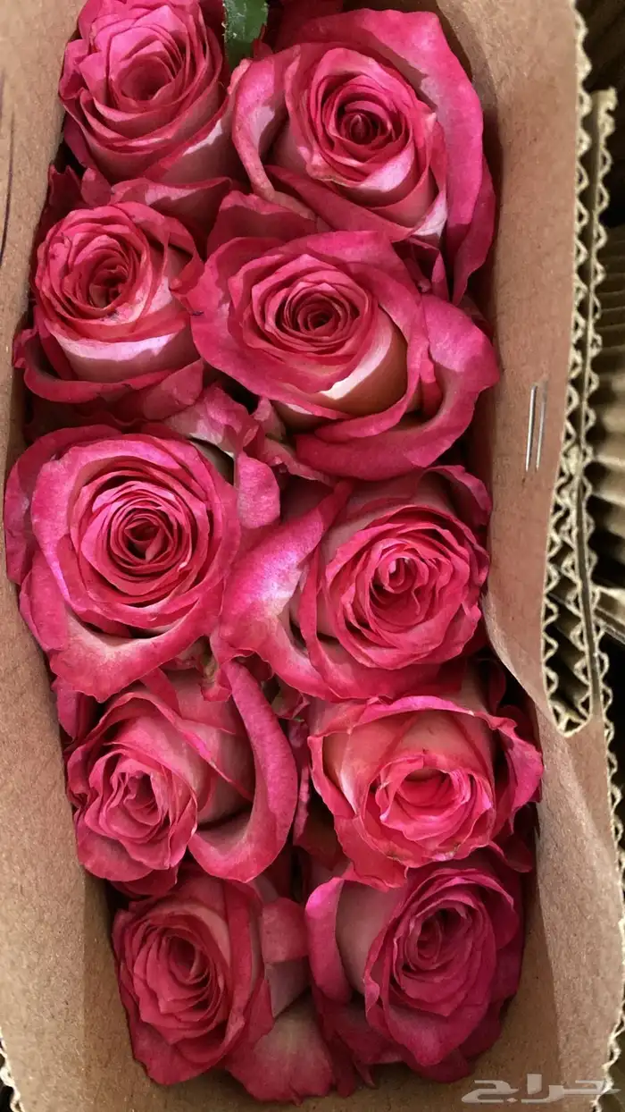 ورد جمله عرض خاص 5