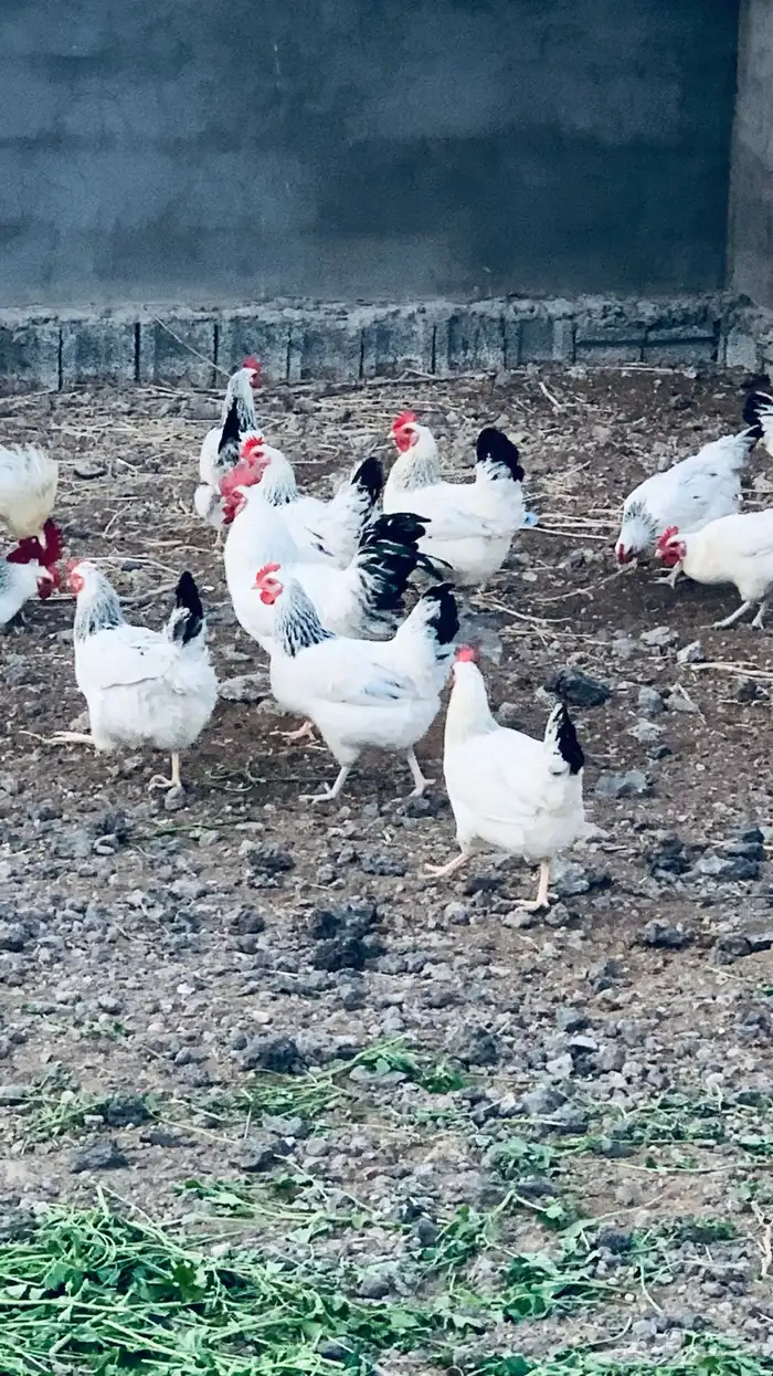 دجاج نوادر فرنسي كولمبي بيور جملة 0