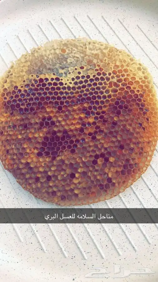 نحل و صناديق وبراويز للبيع 3