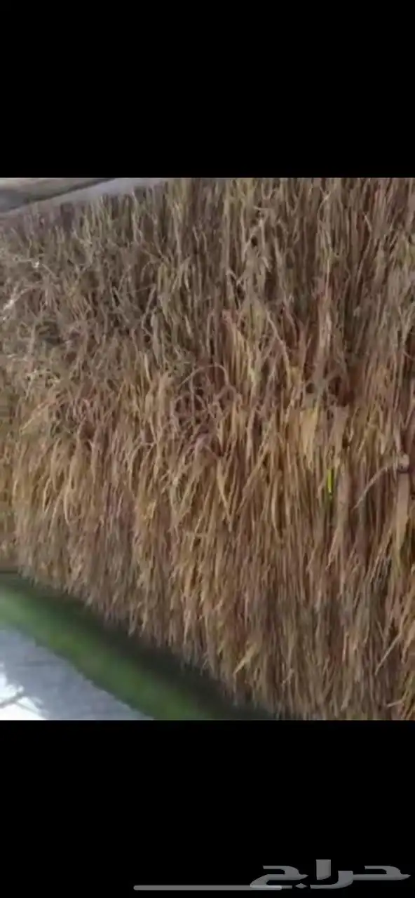 سعف نخل رولات للجلسات والتحواش 6