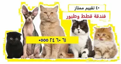 فندقة قطط وطيور - مخرج 5 - وقت إجازتكم 0