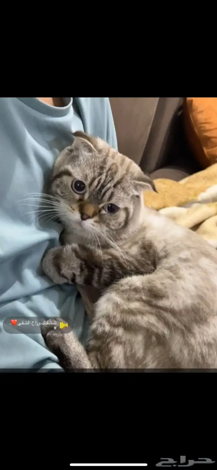 قط ضايع ) 0