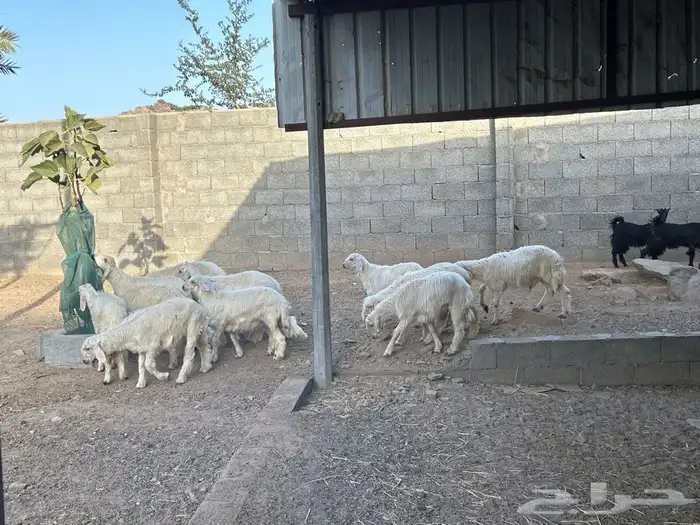 خرفان بلديه صفر نجران وتيوس بلديه دغس 20