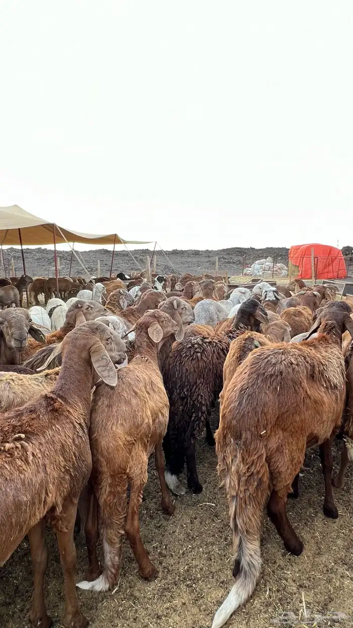 سواكن فاخره تربية بريه ( راجع التقييم ) 1