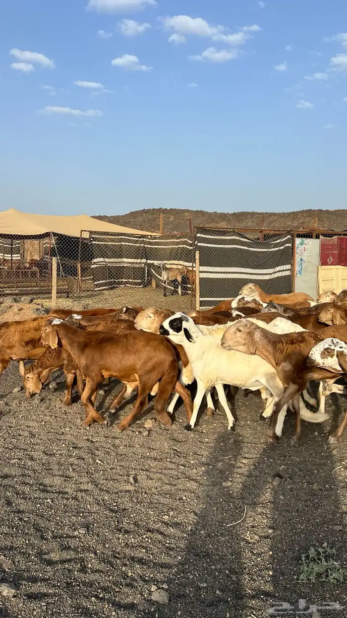 سواكن فاخره تربية بريه ( راجع التقييم ) 2