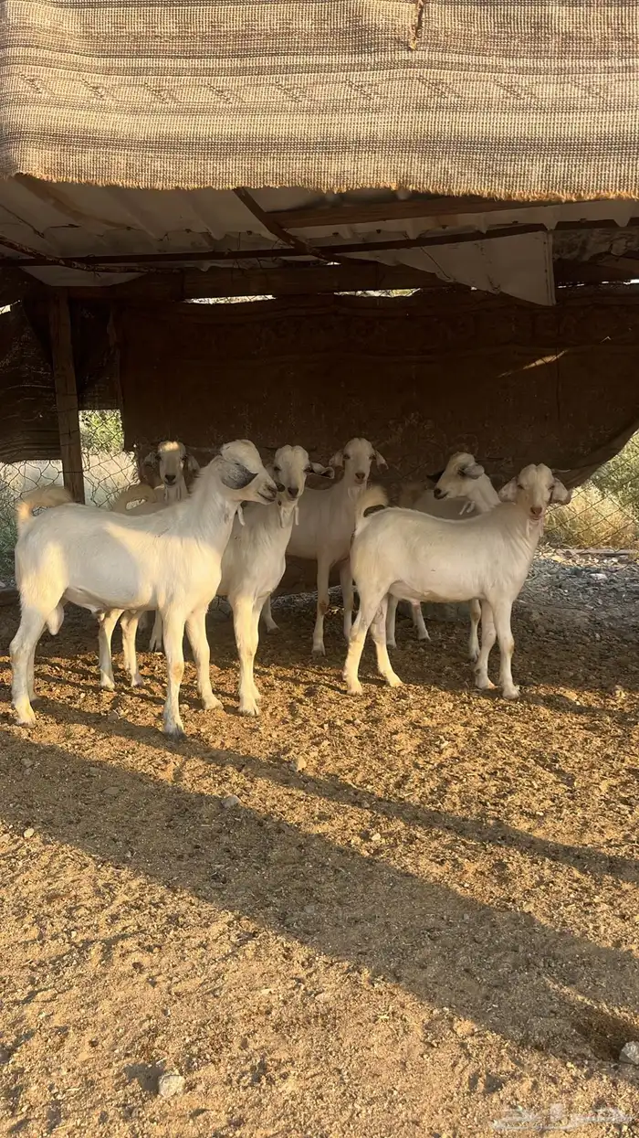 تيوس بيشي مع الذبح والتوصيل 0