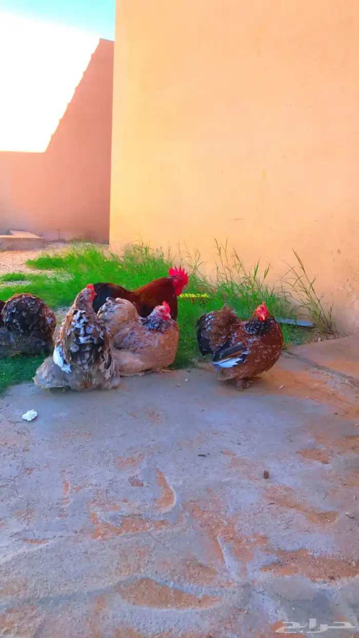 صوص دجاج فواخر كوشن وسبرايت 3