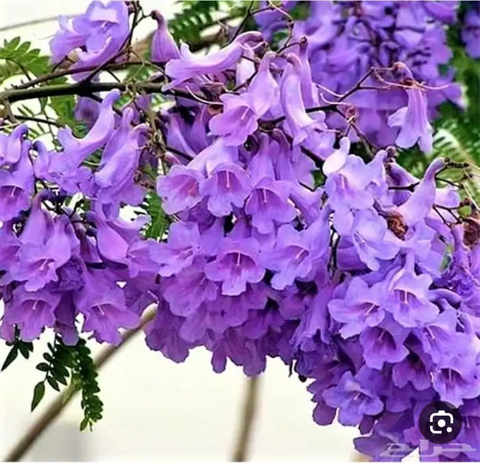 عروض على أشجار الضل والزينة 4