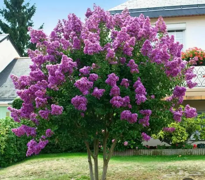 عروض على أشجار الضل والزينة 5