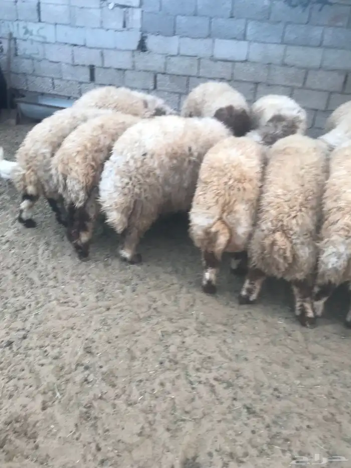 ذبائح ( للثلاجات والمناسبات ) 4