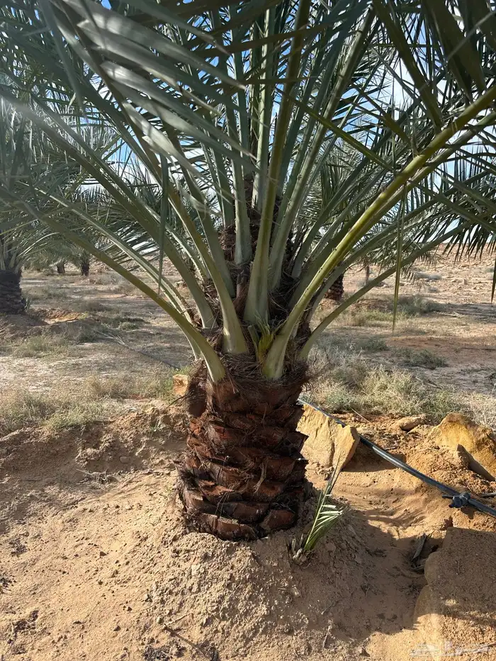 جثايث برحي وسكري واخلاص 0