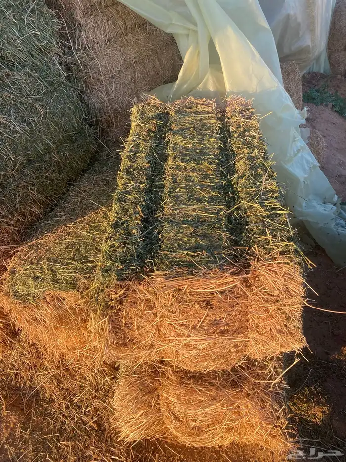 برسيم جندير فاخر درجه اولى متر 1