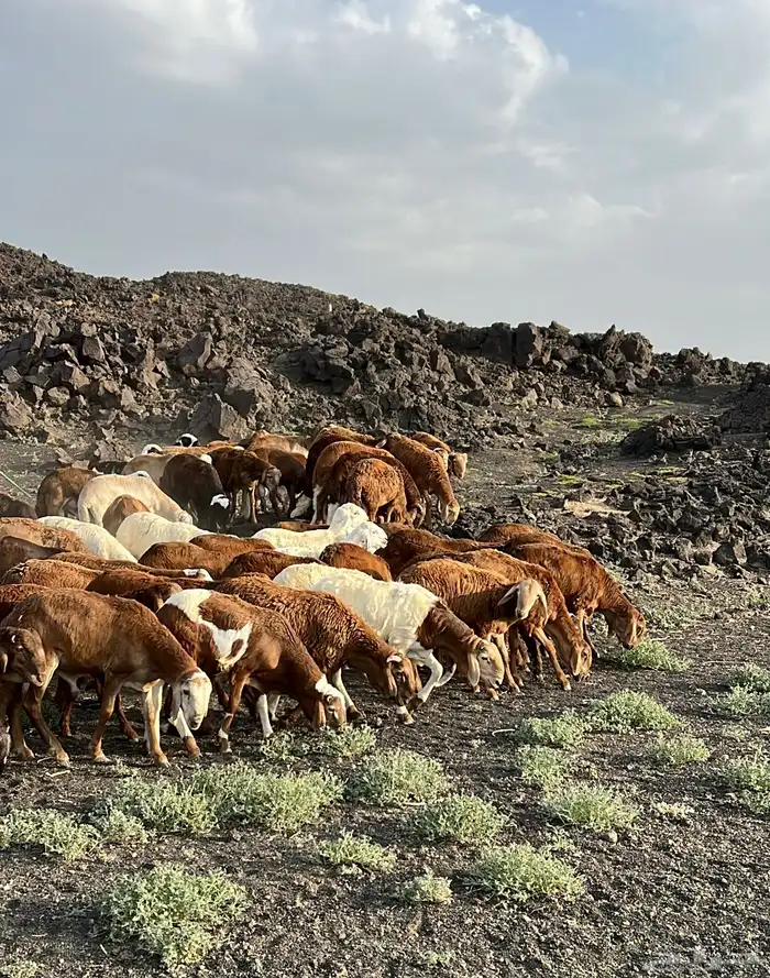 سواكن فاخره تربية بريه ( راجع التقييم ) 4