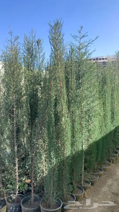 سرو امريكي عطري 4