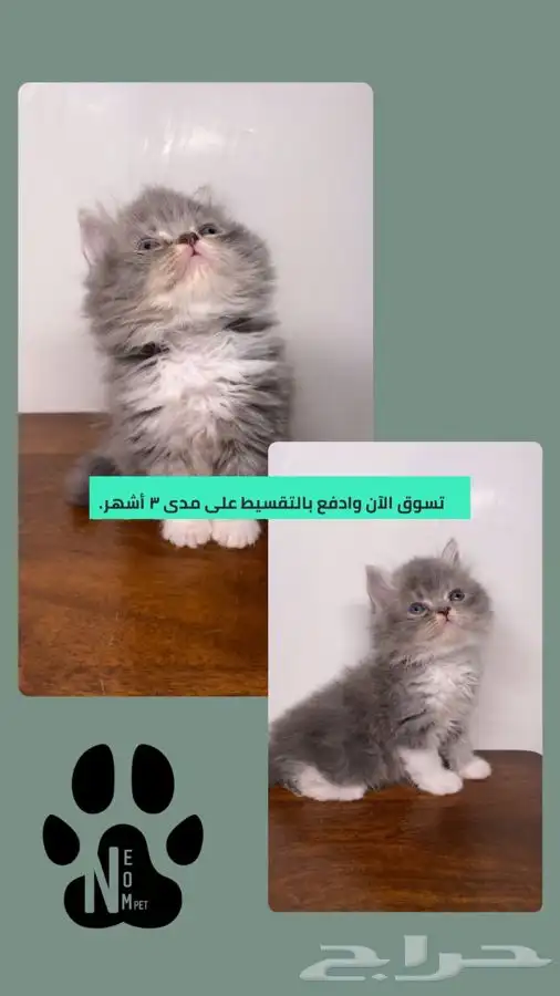 كيتن انثى ذكر قطط صغيره هملايا شيرازي سكوتش فولد قطط للبيع 1