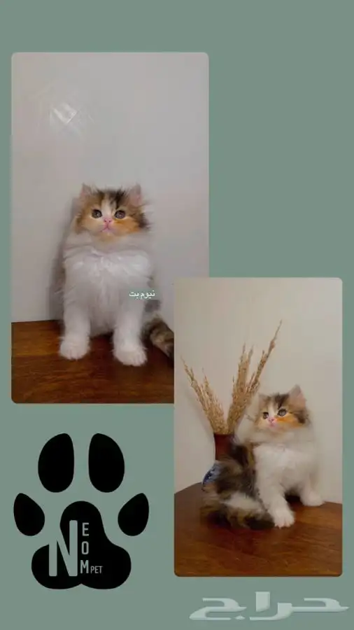 كيتن انثى ذكر قطط صغيره هملايا شيرازي سكوتش فولد قطط للبيع 7