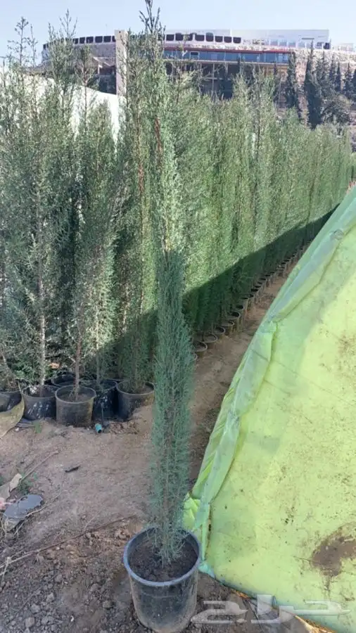 سرو امريكي عطري 1