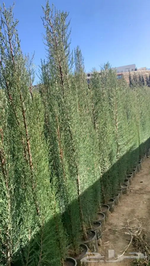 سرو امريكي عطري 3