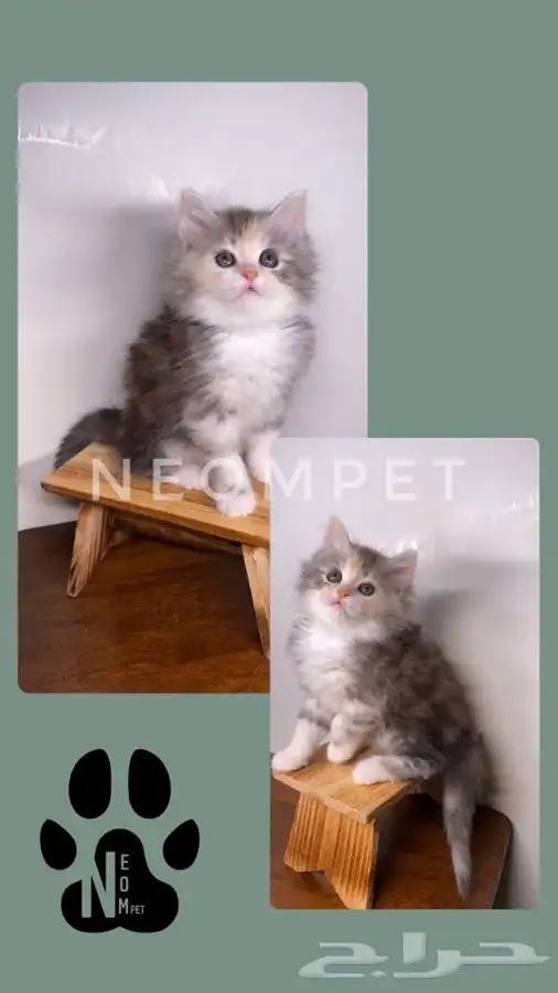 كيتن انثى ذكر قطط صغيره هملايا شيرازي سكوتش فولد قطط للبيع 4