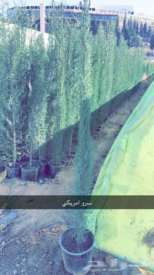 سرو امريكي عطري 0