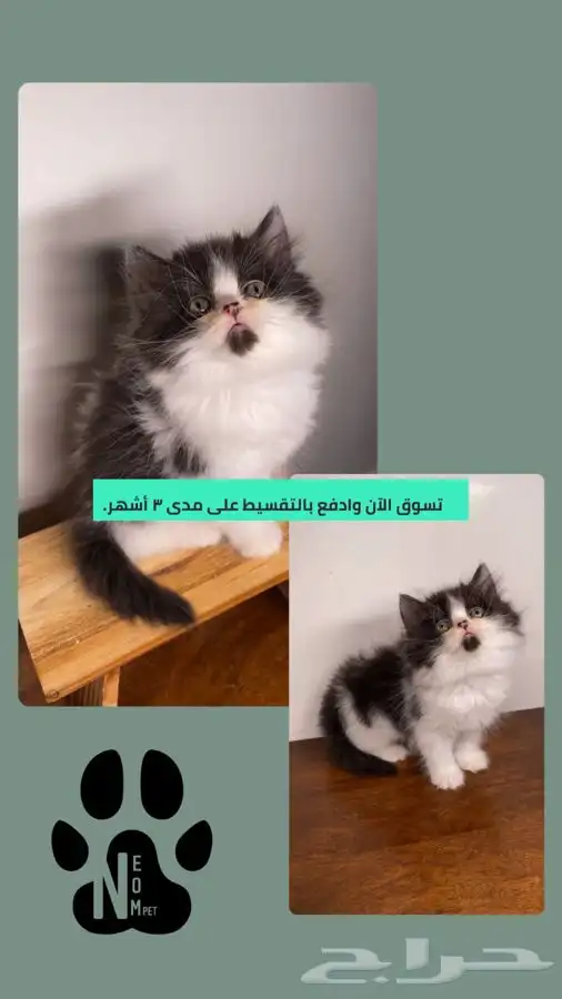 قطط الرياض قطط للبيع قطط الخرج قطط تابي قطط تمارا اقساط كيتن 1