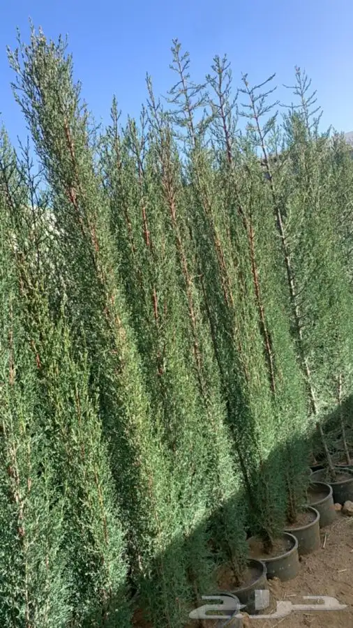 سرو امريكي عطري 2