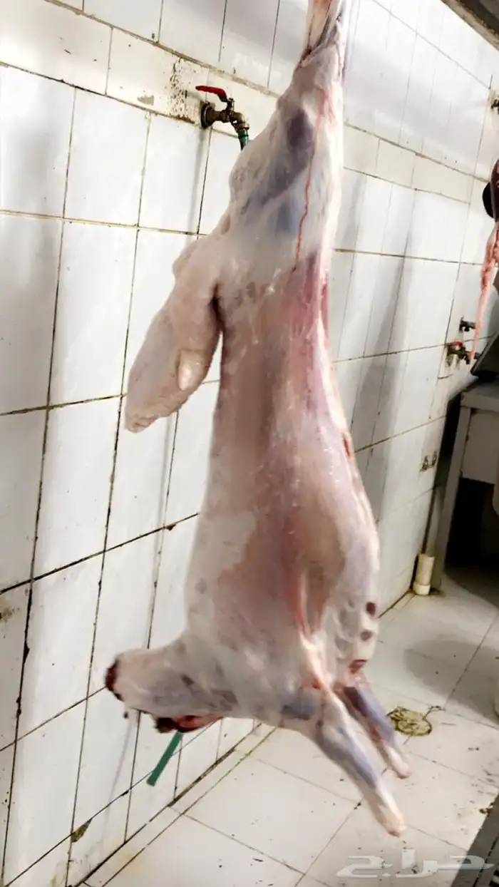 ذبائح مع خدمة الذبح و التوصيل 8
