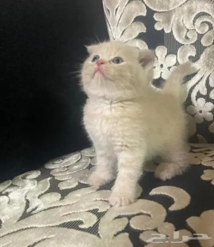 سكوتش ستريت للتزاوج NY25 1
