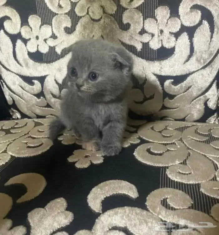 سكوتش ستريت للتزاوج NY25 3