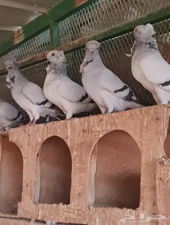 حمام هامبورغ 2