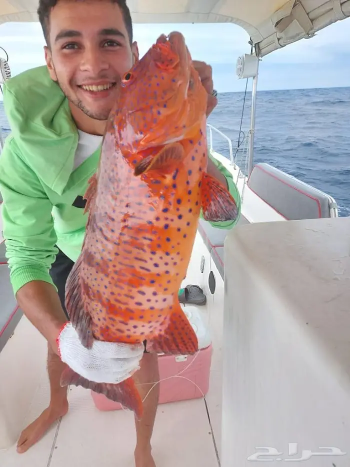 رحلة صيد رحلات بياضه نزهه سباحه جوله بالساعه داخل شرم أبحر 1