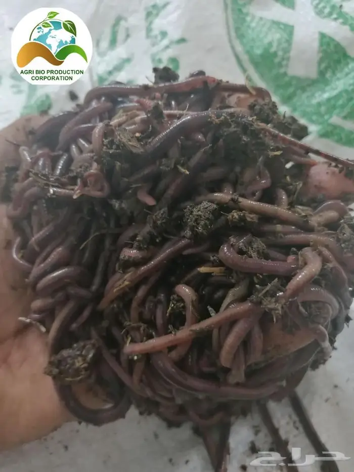 بالتقسيط على اربعة اشهر ابدا مشروعك عرض على دودة الارض 0