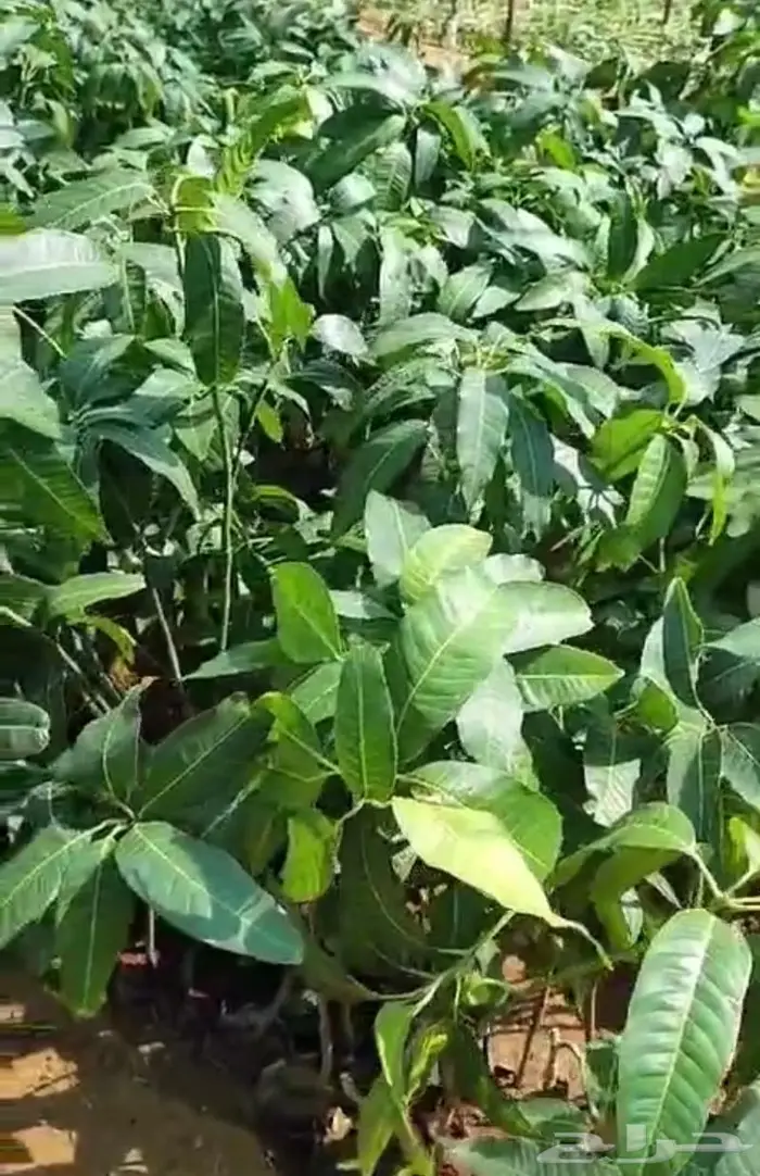 شتلات مانجو مطعوم على أصل سكري وسوداني 2