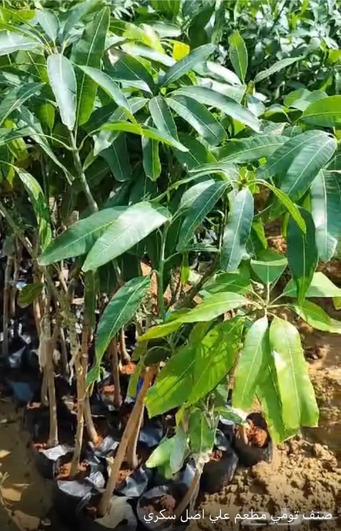 شتلات مانجو مطعوم على أصل سكري وسوداني 5