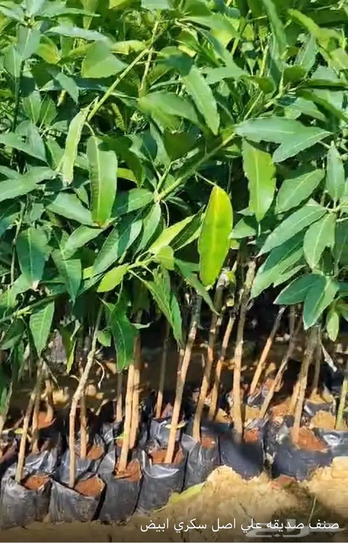 شتلات مانجو مطعوم على أصل سكري وسوداني 4