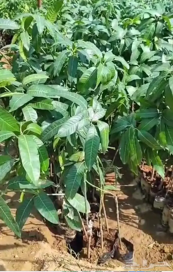 شتلات مانجو مطعوم على أصل سكري وسوداني 3