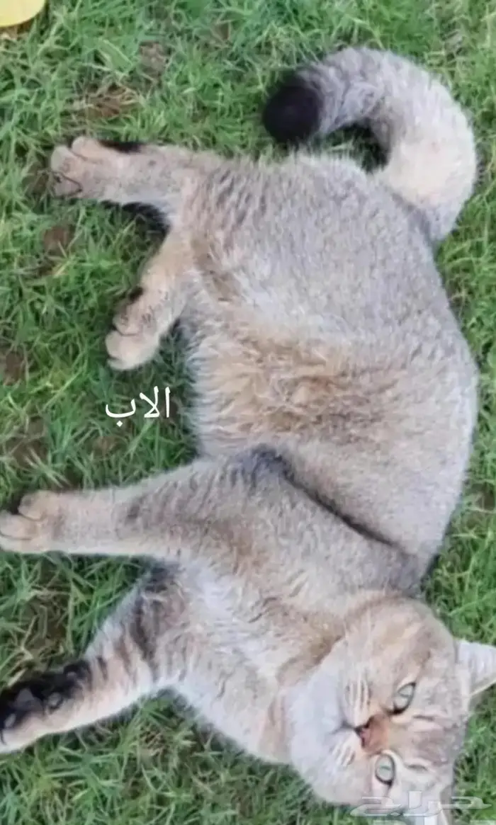 سكوتش ستريت للتزاوج NY25 0