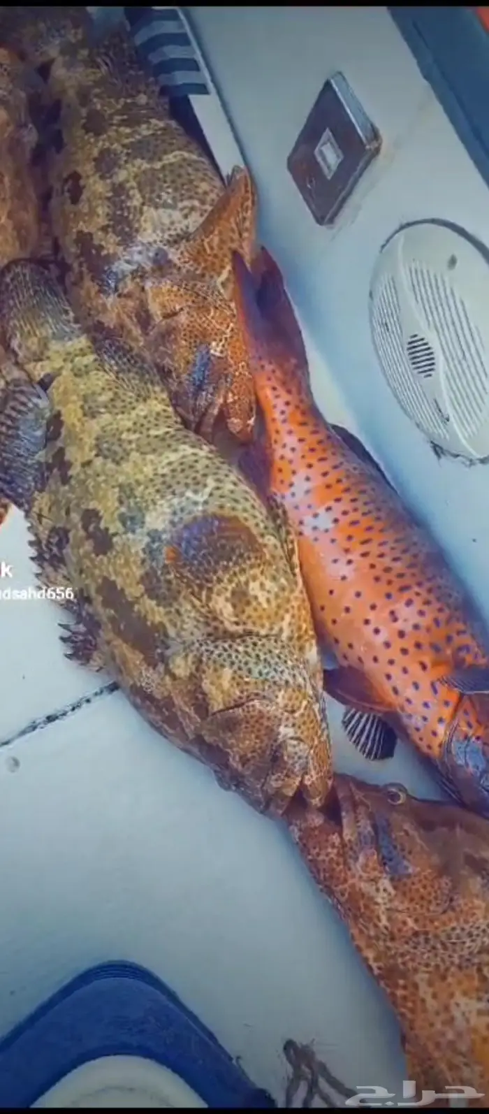 رحلة صيد رحلات بياضه نزهه سباحه جوله بالساعه داخل شرم أبحر 4