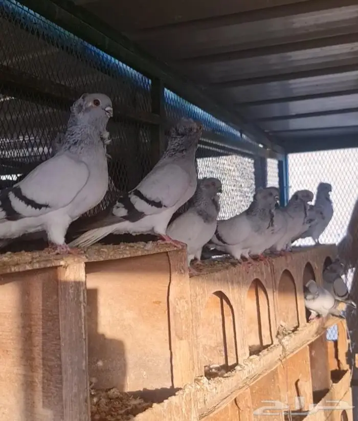 حمام هامبورغ 3