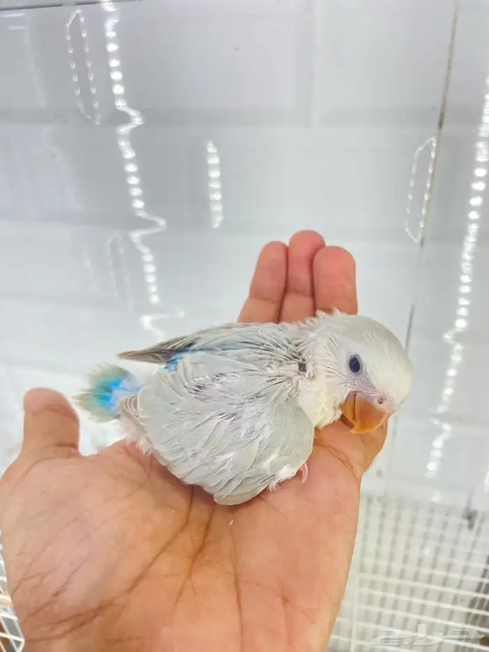 فروخ روز 1