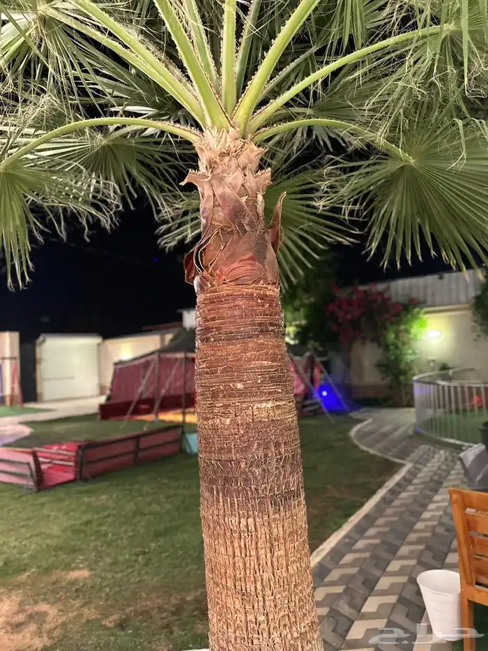 القصيم - حي الهديا 9