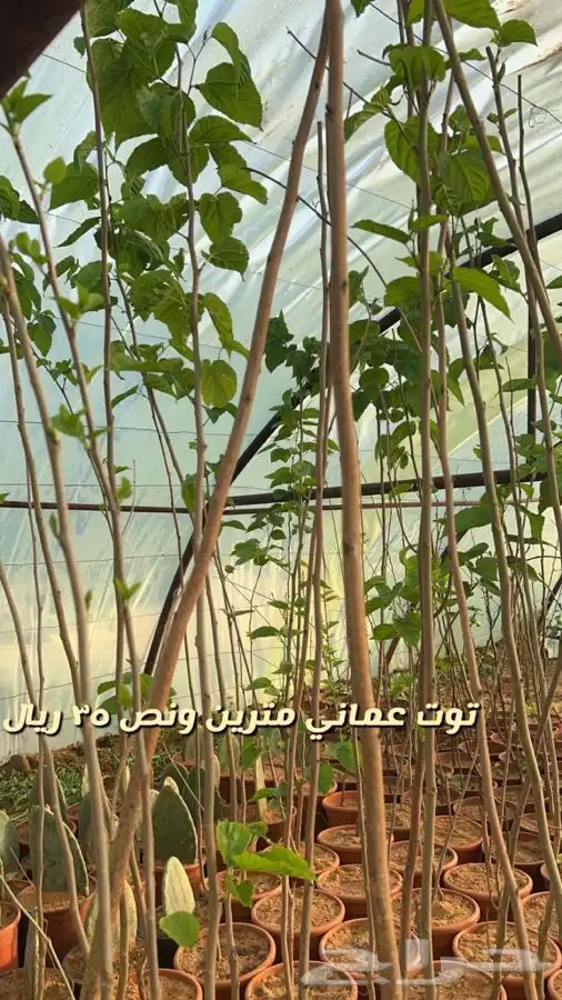 شتلات واشجار مثمره ومزهره باسعار طيبه 0