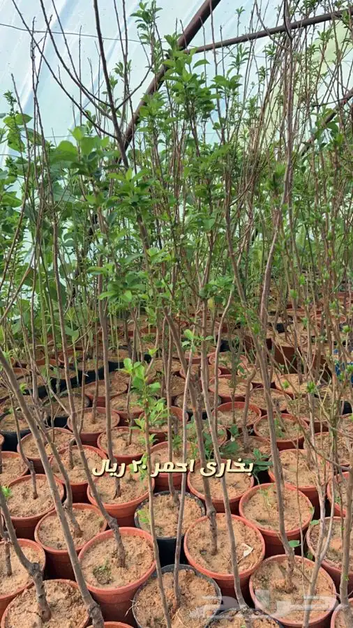 شتلات واشجار مثمره ومزهره باسعار طيبه 2