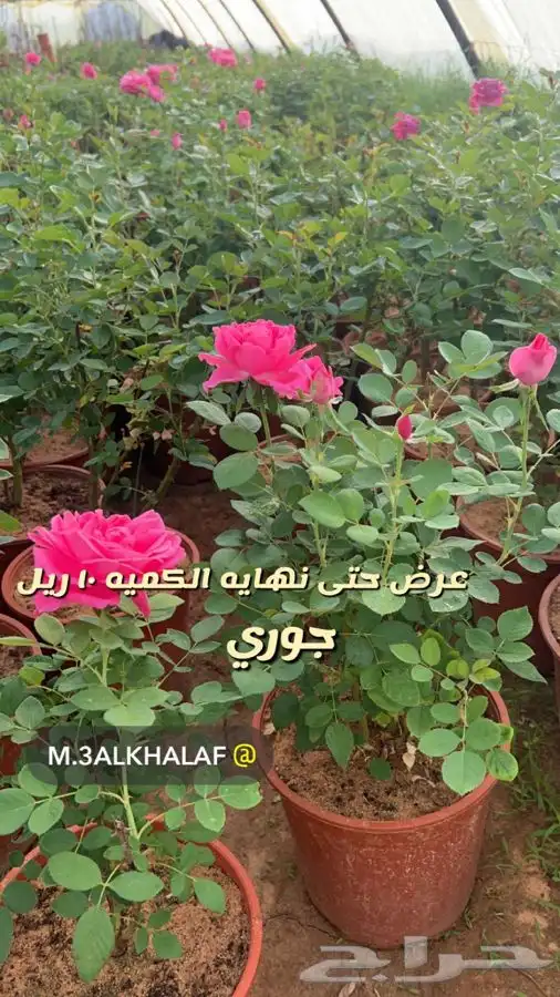 شتلات واشجار مثمره ومزهره باسعار طيبه 4