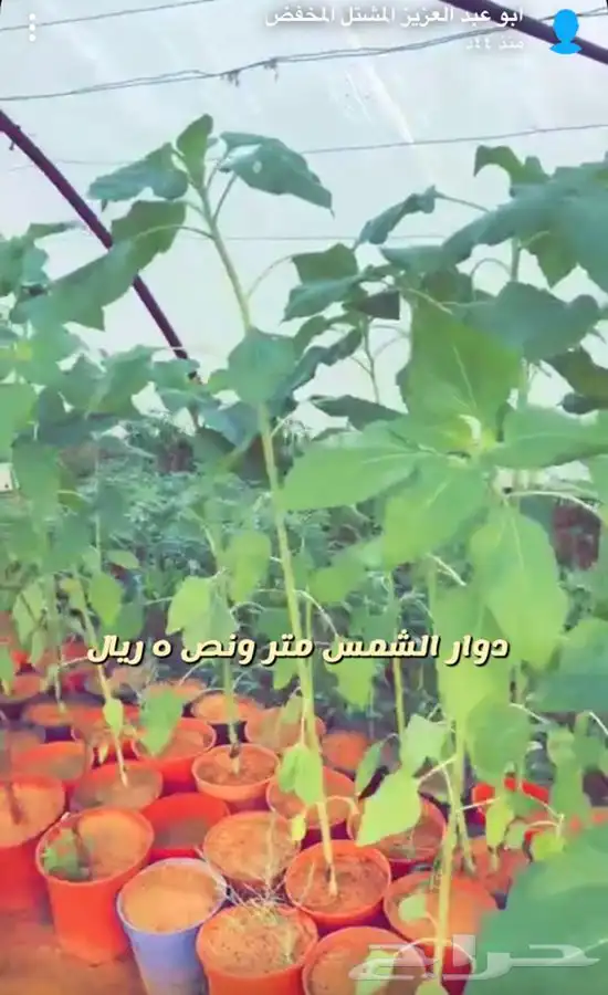 شتلات واشجار مثمره ومزهره باسعار طيبه 5