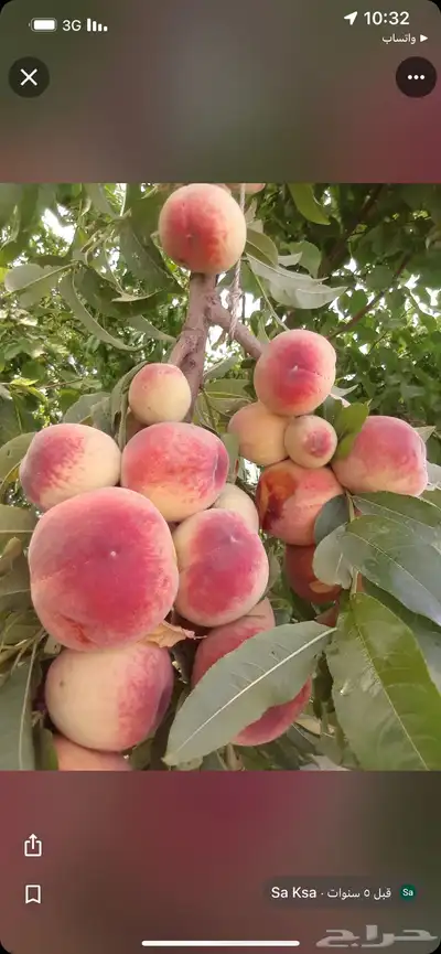 شتلات خوخ انواع كثيره 1